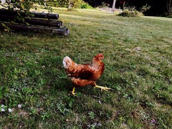 Close-up of rooster on field