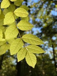 Close-up of green leaves against blurred background