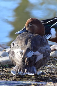 Close-up of bird perching on a land