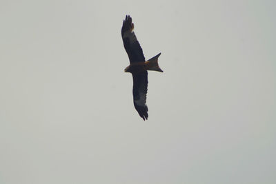 Bird flying against clear sky