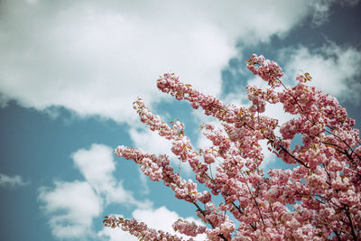 Low angle view of pink flowers against cloudy sky