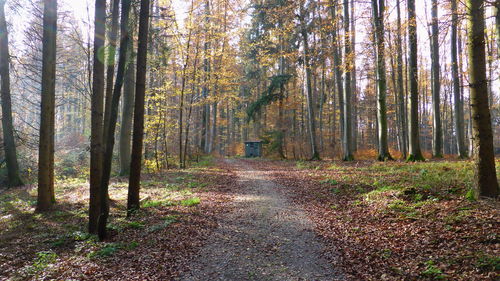 Trees in forest during autumn