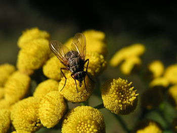 Close-up of bee on yellow flower