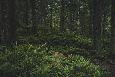 Trees growing in forest