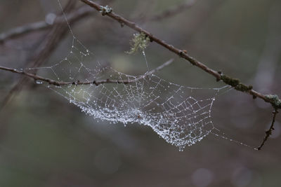 Close-up of water drops on spider web