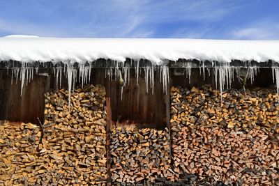 View of wooden log in forest during winter
