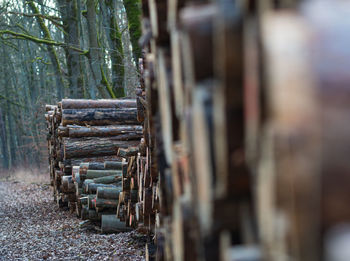 Stack of logs on field in forest