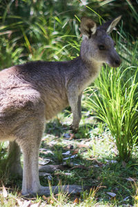 Squirrel standing on field