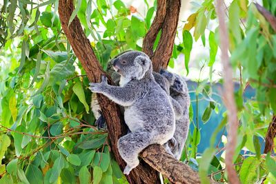 View of a koala sleeping on tree