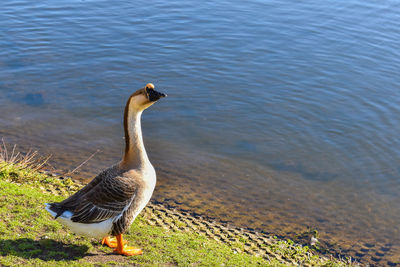 Mallard duck on the lake