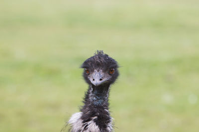 Close-up portrait of ostrich