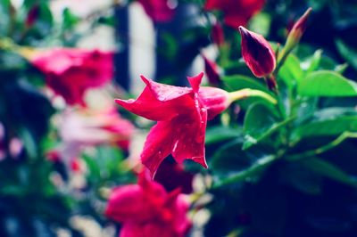 Close-up of red flower