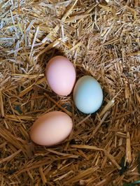 High angle view of eggs in nest