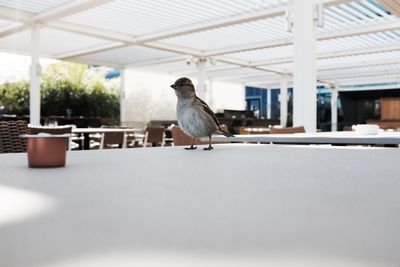 Bird perching on floor