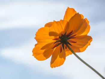 Close-up of yellow flower