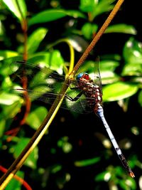 Close-up of insect on plant