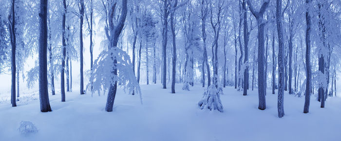 Snow covered land and trees in forest