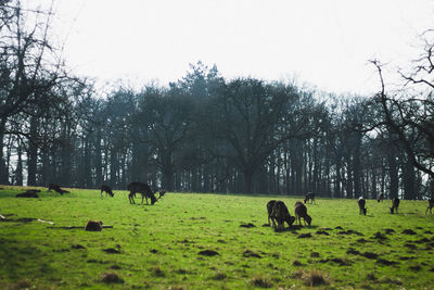 Horses grazing on field against sky