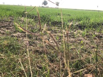 Crops growing on field