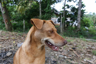 Close-up of a dog looking away