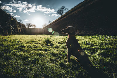 Woman with dog on field