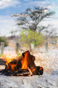 Close-up of bonfire on field against trees