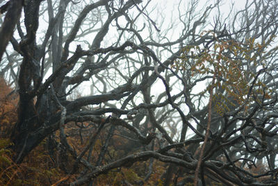 Low angle view of bare trees in forest