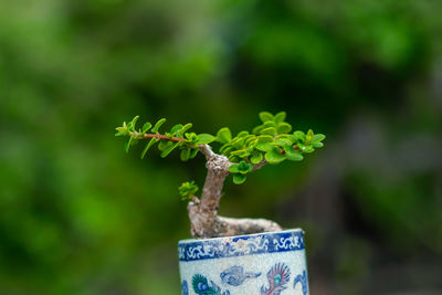 Close-up of green plant