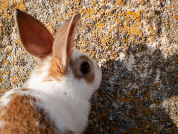 Close-up of an animal