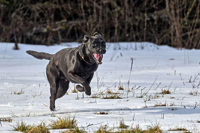 Dog running on snow covered land