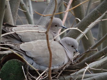 Close-up of bird