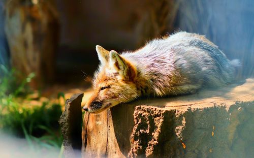 Close-up of a fox sleeping on wood