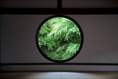 Reflection of trees on glass window