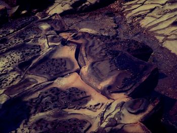 human representation