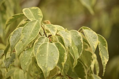 Close-up of fresh green leaves