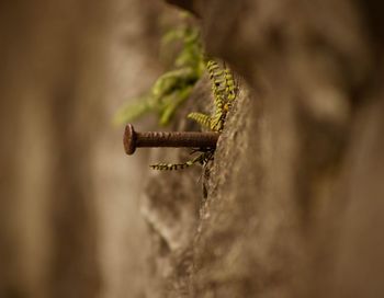 Close-up of rusty angle