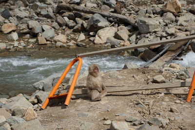 High angle view of sitting on rock