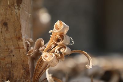 Close-up of wood shavings