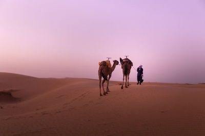 Rear view of man walking with camel on sand
