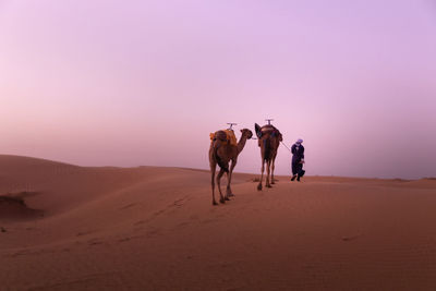 Two horses in desert