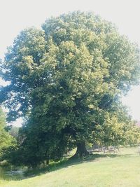Scenic view of trees