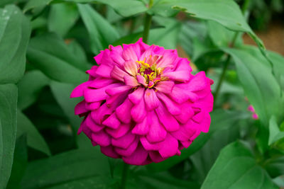 Close-up of pink flower