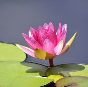 Close-up of water lily in lake