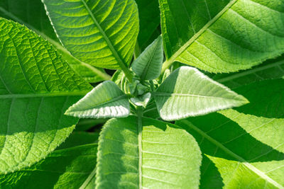 Close-up of green leaves