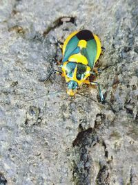 Close-up of insect on rock