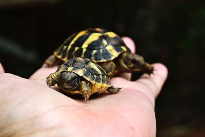 Close-up of hand holding tortoise