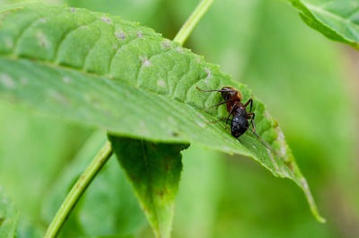 Close-up of insect on leaf