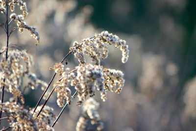 Close-up of frozen plant