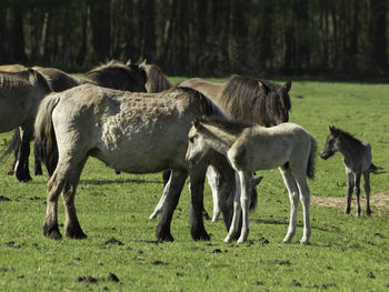 Widl horses in germany