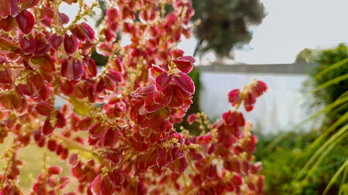 Close-up of red flowering plant